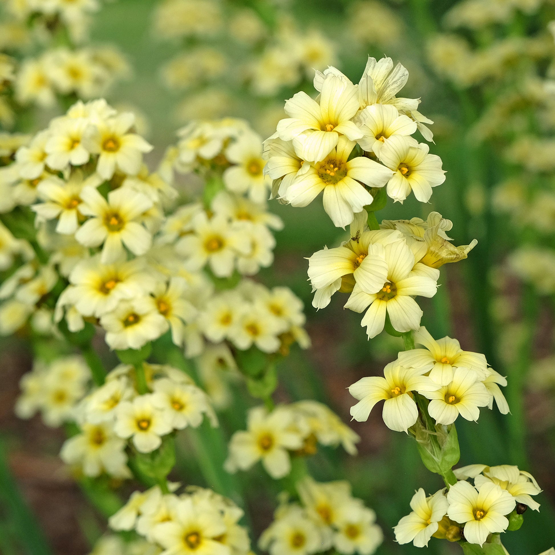 Vente Bermudienne striée - Sisyrinchium striatum