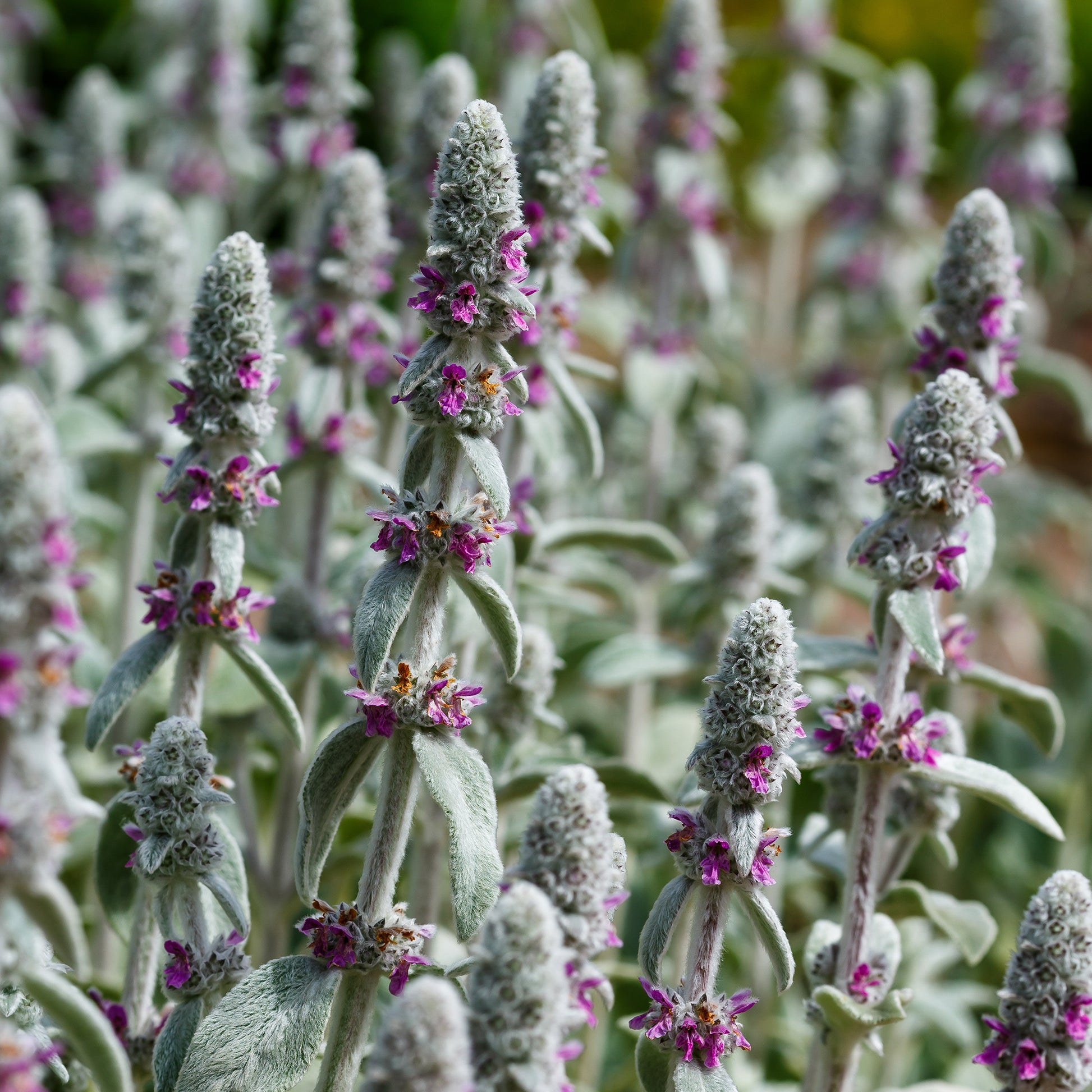 Stachys byzantina silver carpet - Oreille de Lapin Silver Carpet - Epiaire de byzance - 