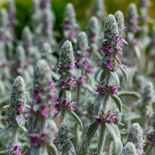 Oreille de Lapin Silver Carpet - Epiaire de byzance - Bakker