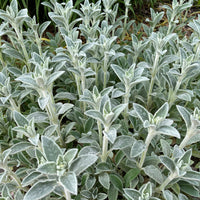 Oreille de Lapin Silver Carpet - Epiaire de byzance - Stachys byzantina silver carpet - Bakker