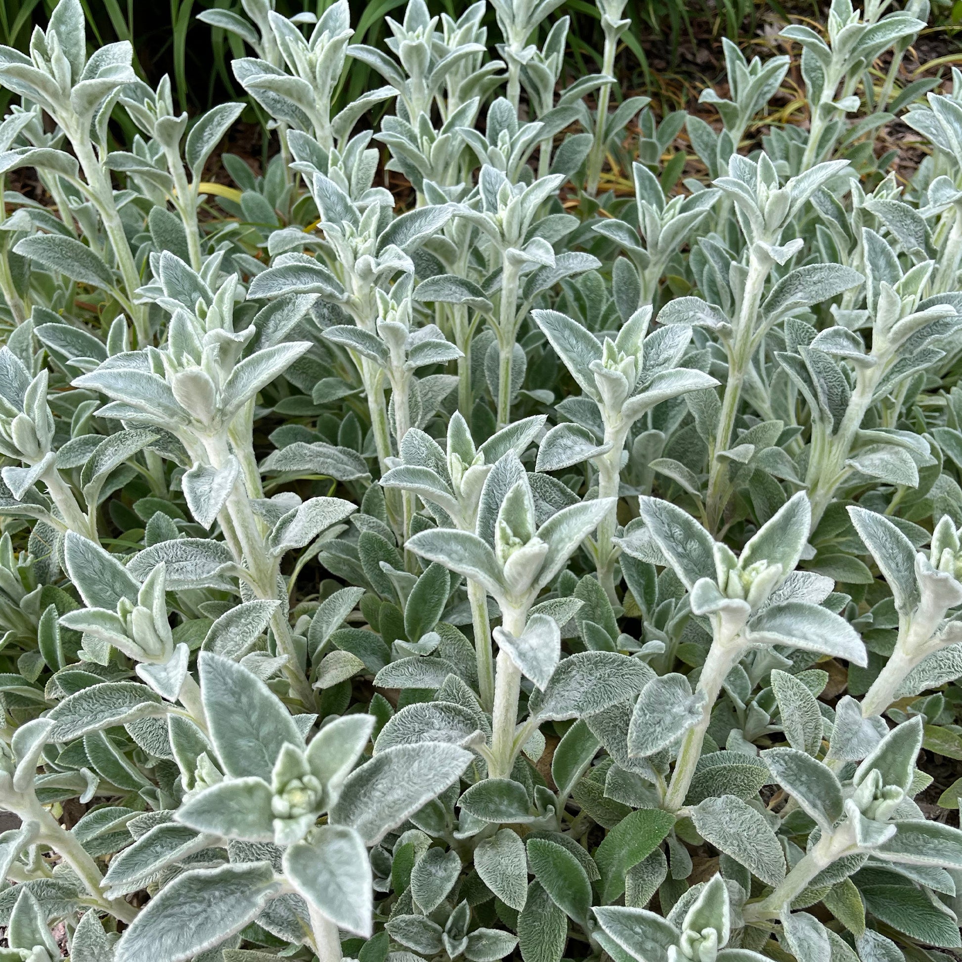 Oreille de Lapin Silver Carpet - Epiaire de byzance - Stachys byzantina silver carpet - Bakker
