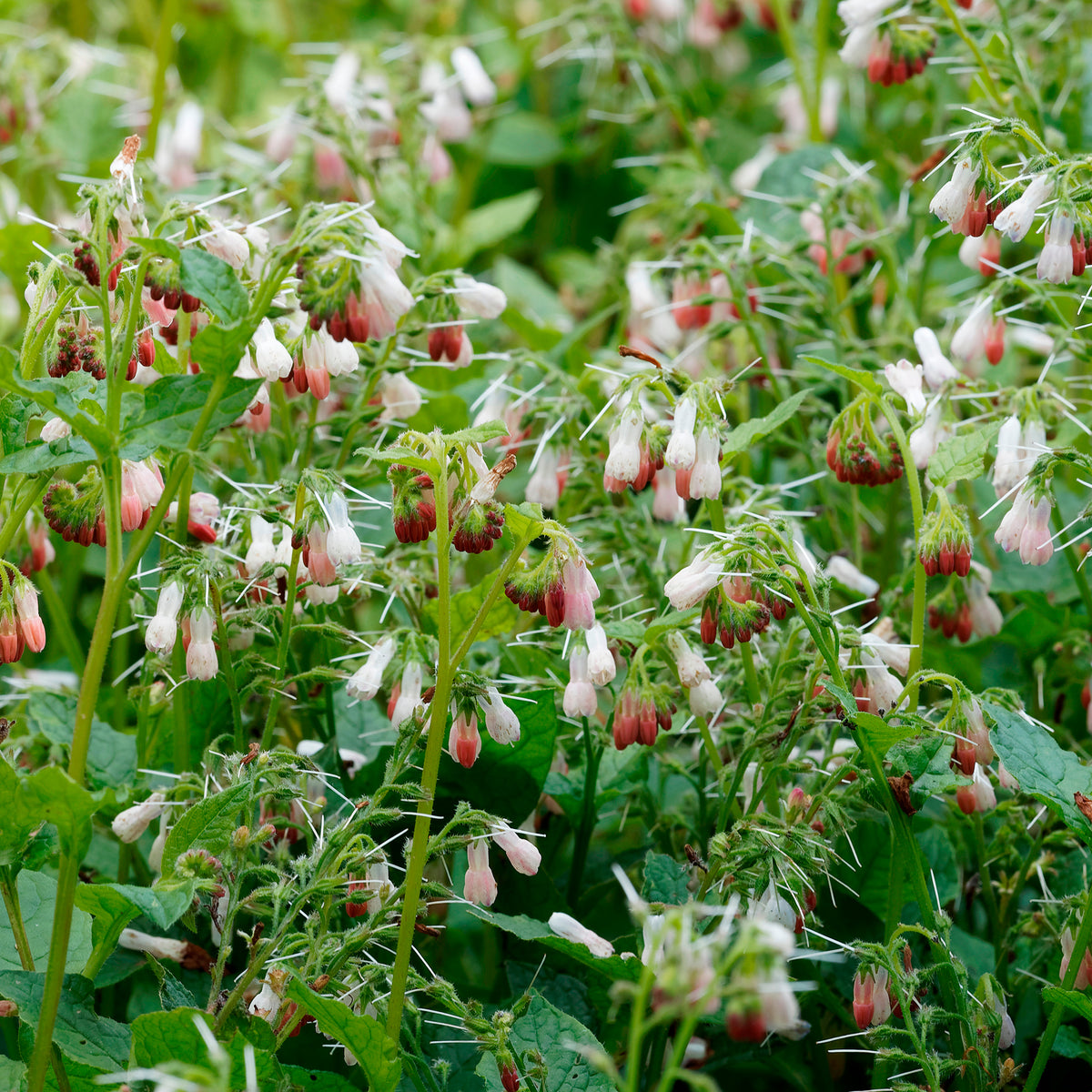 Consoude à grandes fleurs Hidcote Pink - Bakker