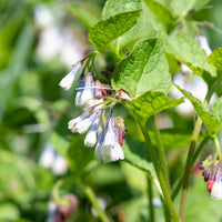 Consoude à grandes fleurs Wisley Blue - Symphytum grandiflorum wisley blue - Bakker