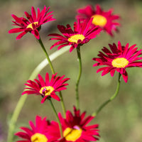 3 Pyrèthre Robinsons Red - Tanacetum coccineum Robinson's Red - Bakker