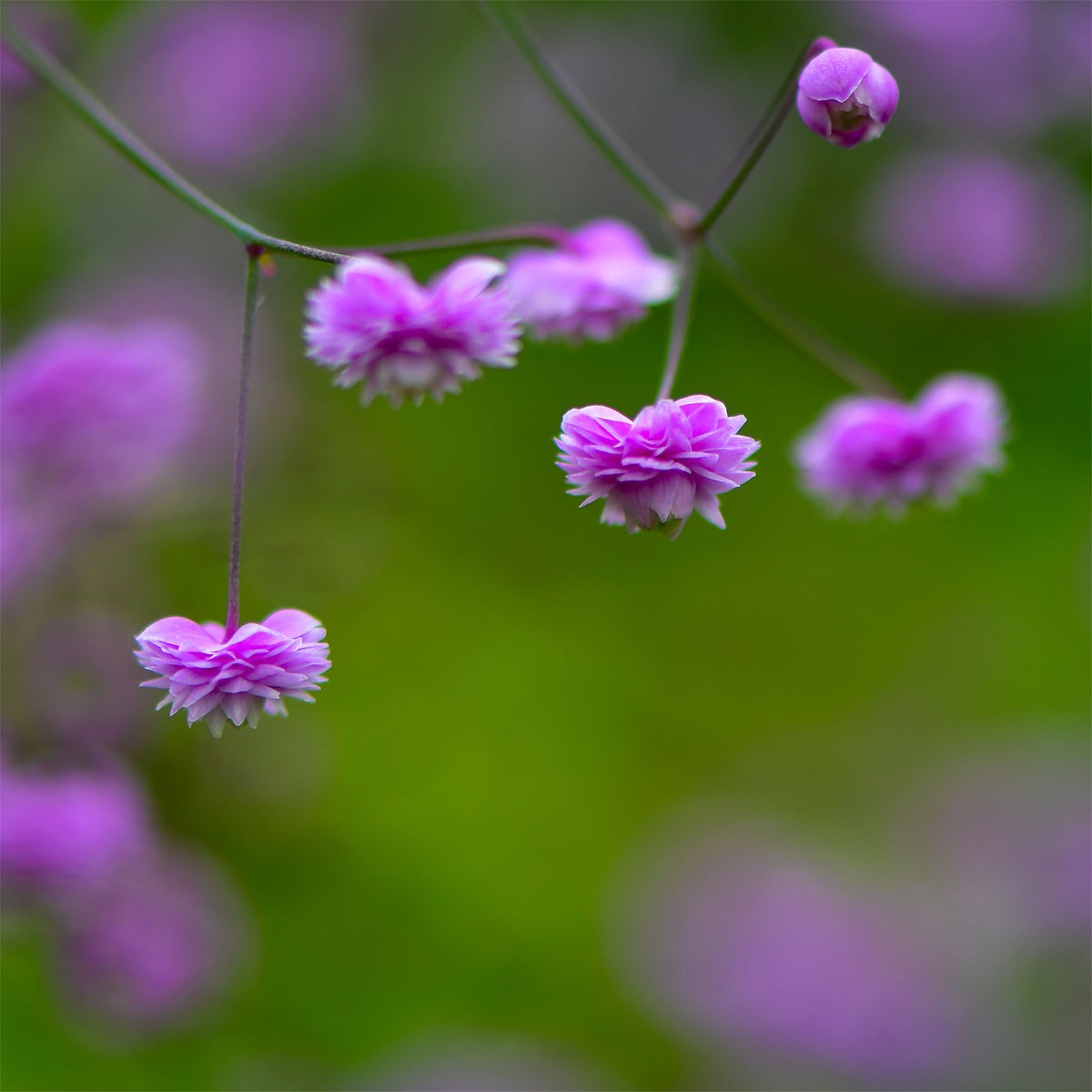 Pigamon Delavayi Hewitts Double - Thalictrum delavayi Hewitts Double - Bakker