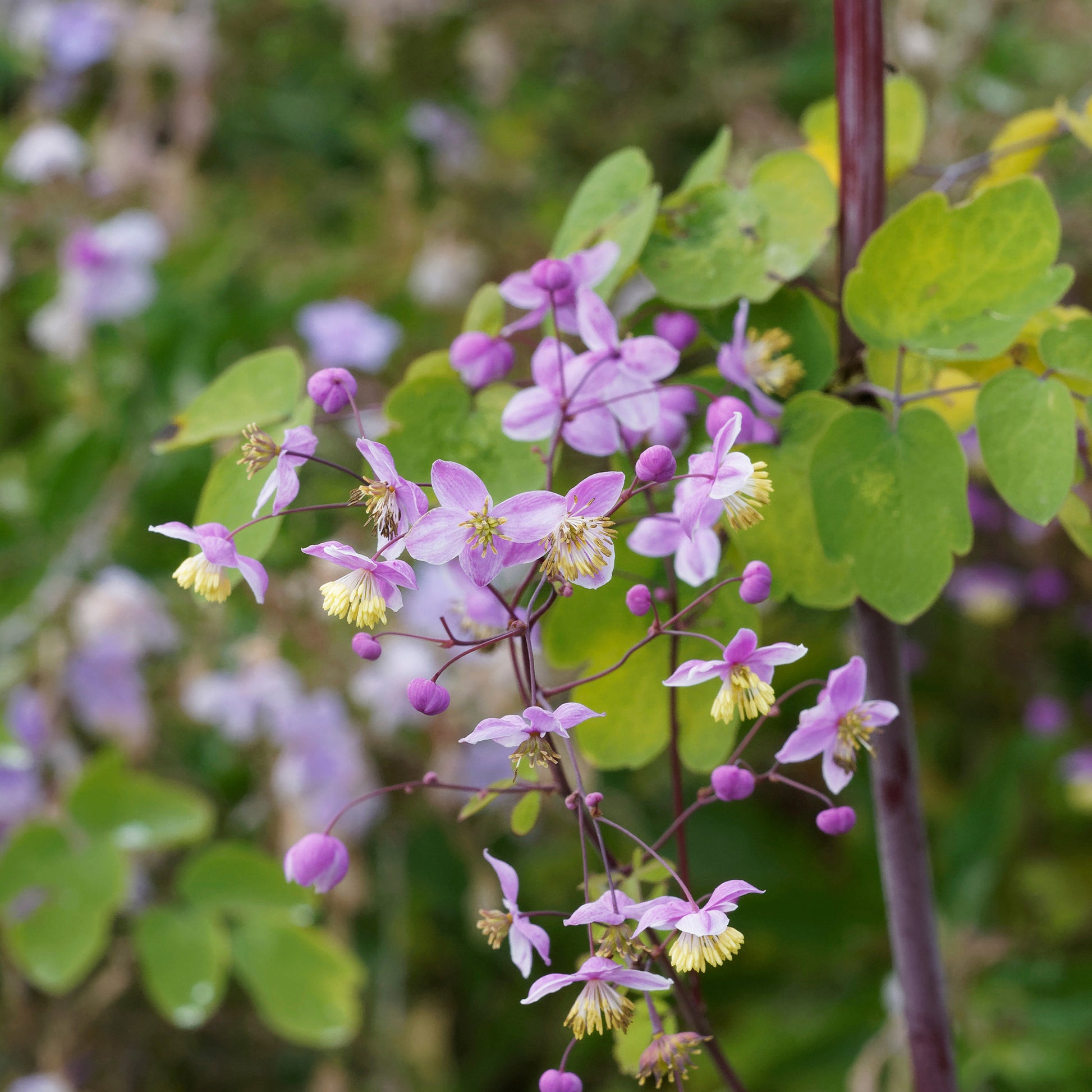 Pigamon Splendide - Thalictrum delavayi Splendide - Bakker