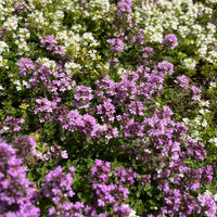 Thym précoce Coccineus - Bakker