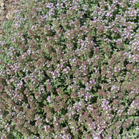 Thym précoce laineux - Bakker