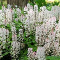 Tiarella Spring Symphony - Tiarelle Spring Symphony - Plantes vivaces
