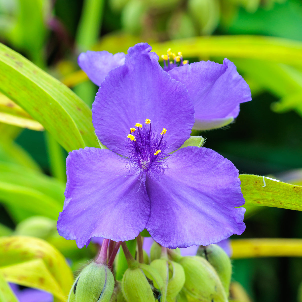 Vente Ephémère de Virginie Sweet Kate - Tradescantia ( andersoniana group ) sweet kate