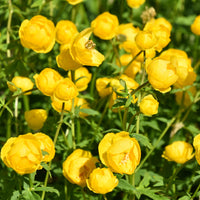 Trolle d'Europe - Trollius europaeus - Bakker