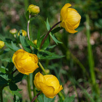 Plantes vivaces - Trolle d'Europe - Trollius europaeus