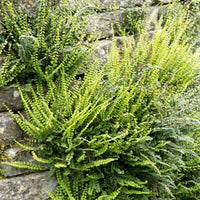 Asplenium trichomanes - Fausse-Capillaire - Fougères