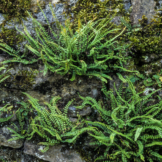 Fausse-Capillaire - Bakker