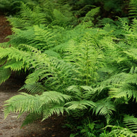 Fougère femelle - Athyrium filix-femina - Bakker