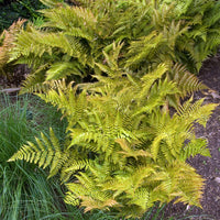 Fougère rose cuivré - Dryopteris erythrosora - Bakker