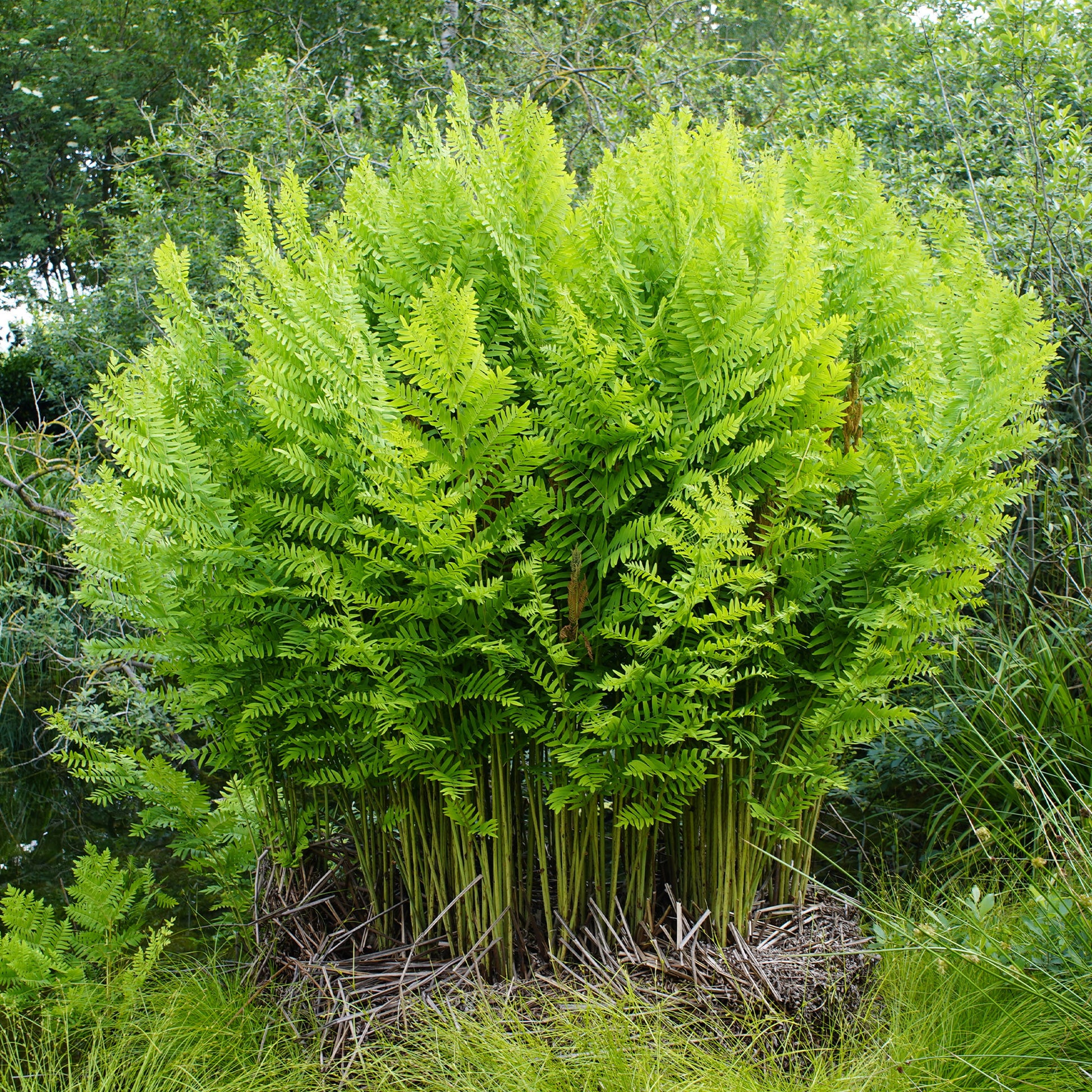 Osmonde royale - Osmunda regalis - Bakker
