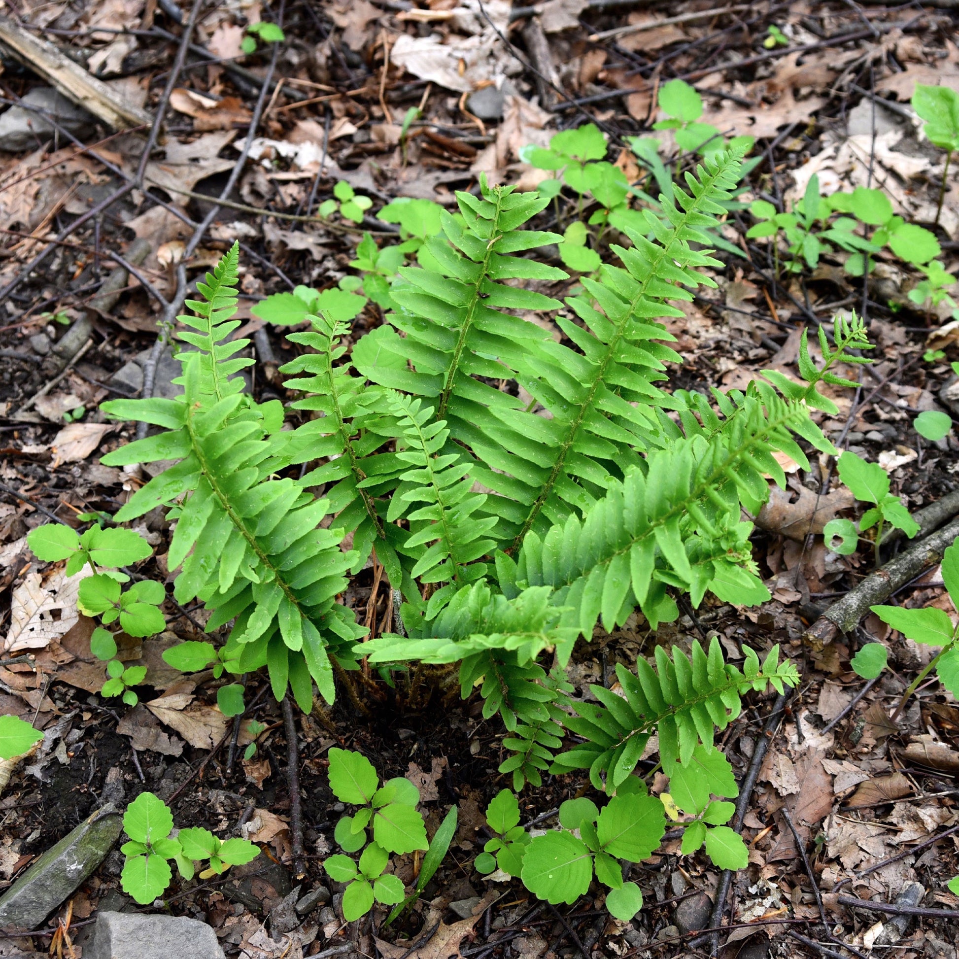 Fougère de Noël - Polystichum acrostichoides - Bakker