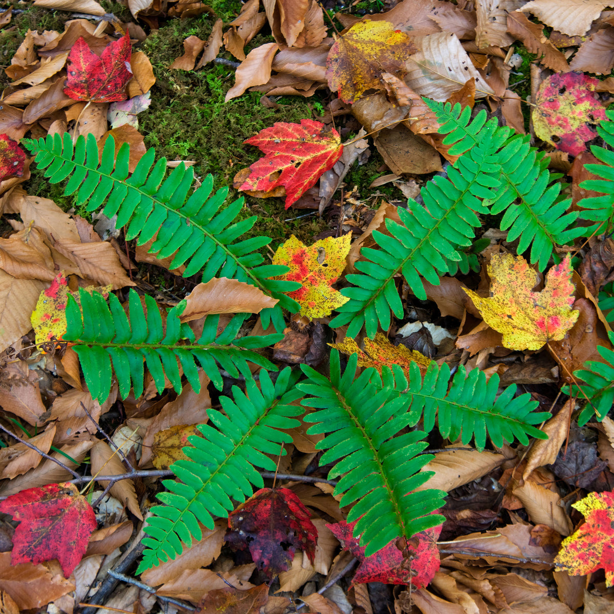 Polystichum acrostichoides - Fougère de Noël - Plantes vivaces