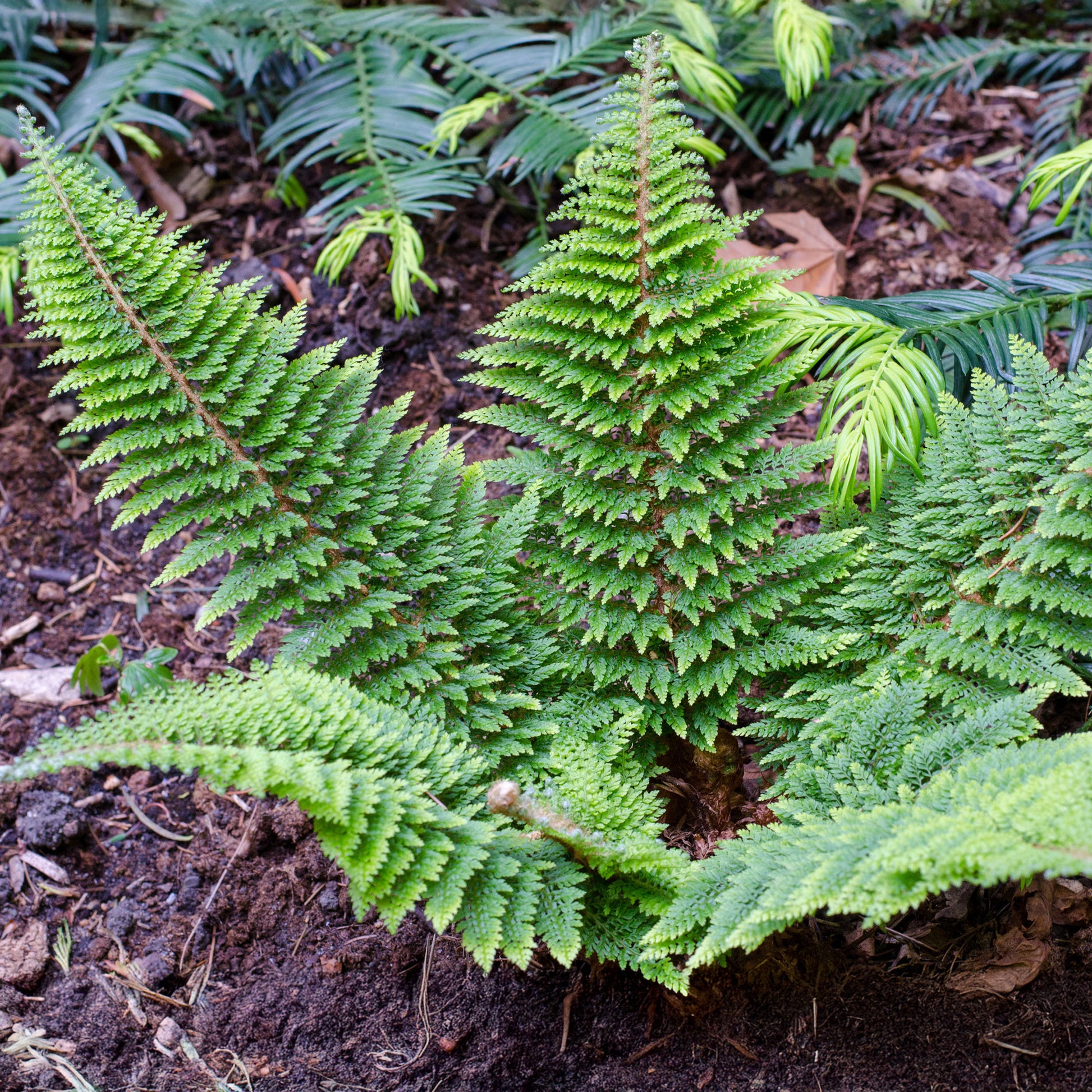 Polystichum setiferum plumoso-densum - Polystic à cils raides Plumosum Densum - Fougère - Fougères