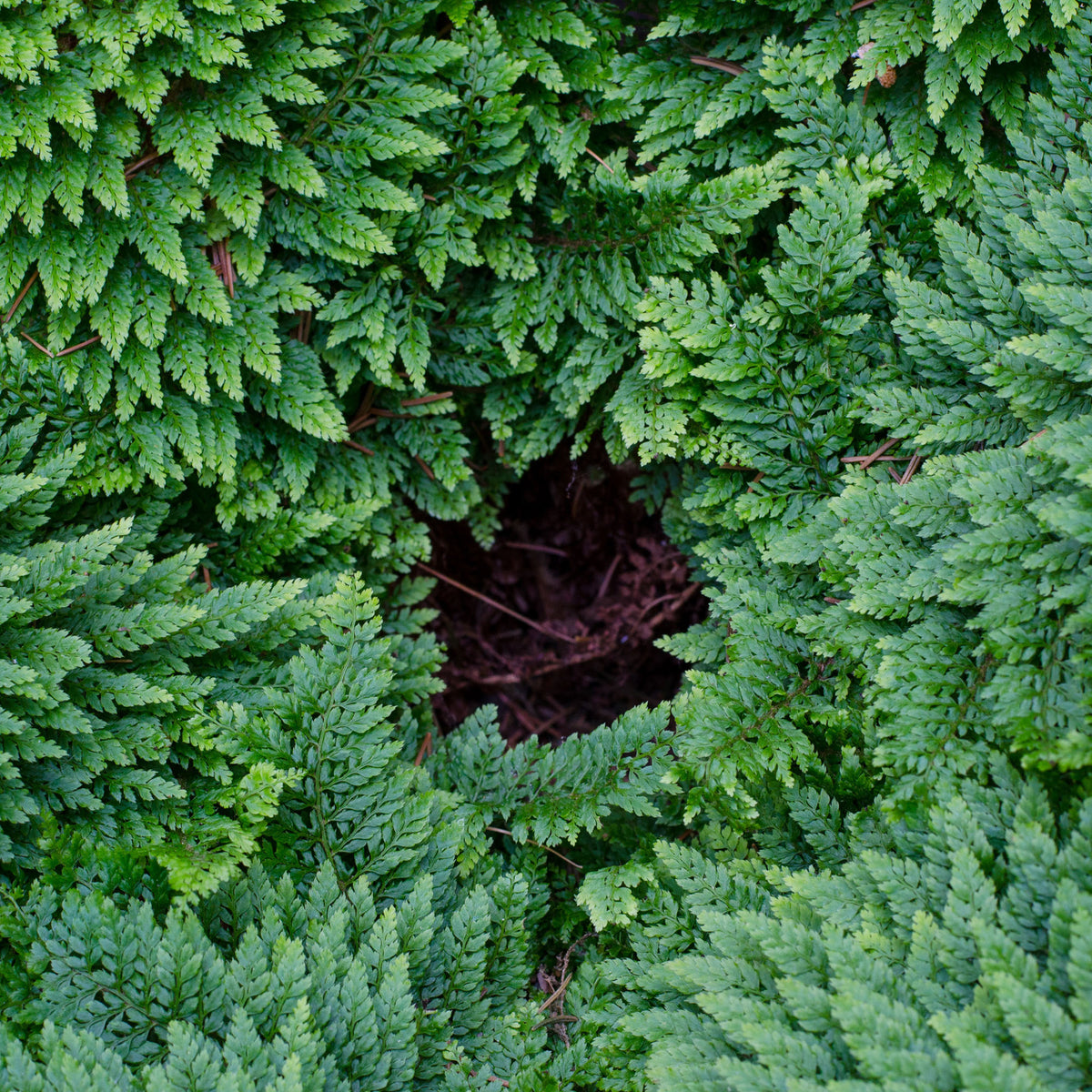 Fougères - Polystic à cils raides Plumosum Densum - Fougère - Polystichum setiferum plumoso-densum