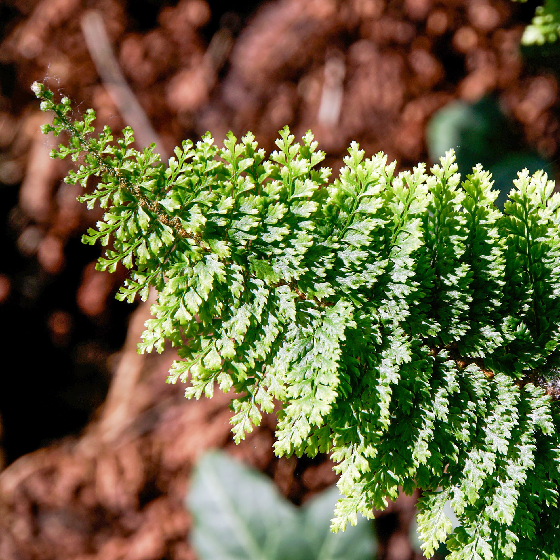 Polystic à cils raides Plumosum Densum - Fougère - Polystichum setiferum plumoso-densum - Bakker
