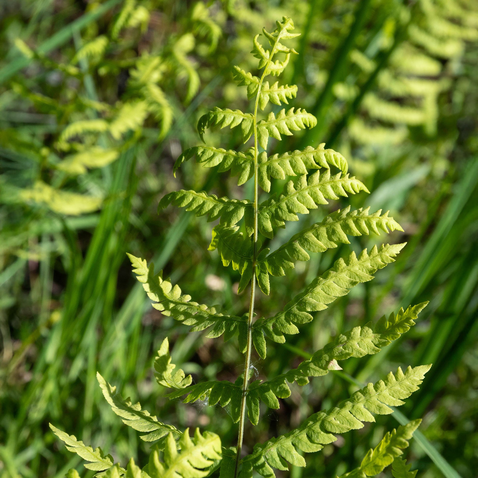 Thelypteris palustris - Fougère des marais - Fougères