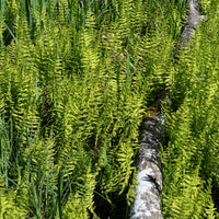 Fougère des marais - Thelypteris palustris - Bakker