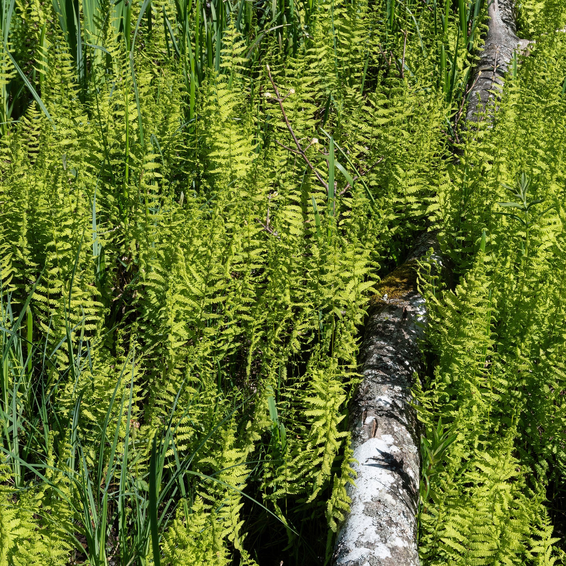 Fougère des marais - Thelypteris palustris - Bakker