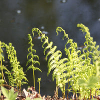 Fougères - Fougère des marais - Thelypteris palustris