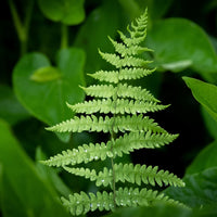 Vente Fougère des marais - Thelypteris palustris