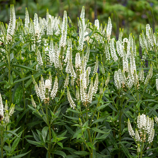 Véronique First Lady - Bakker