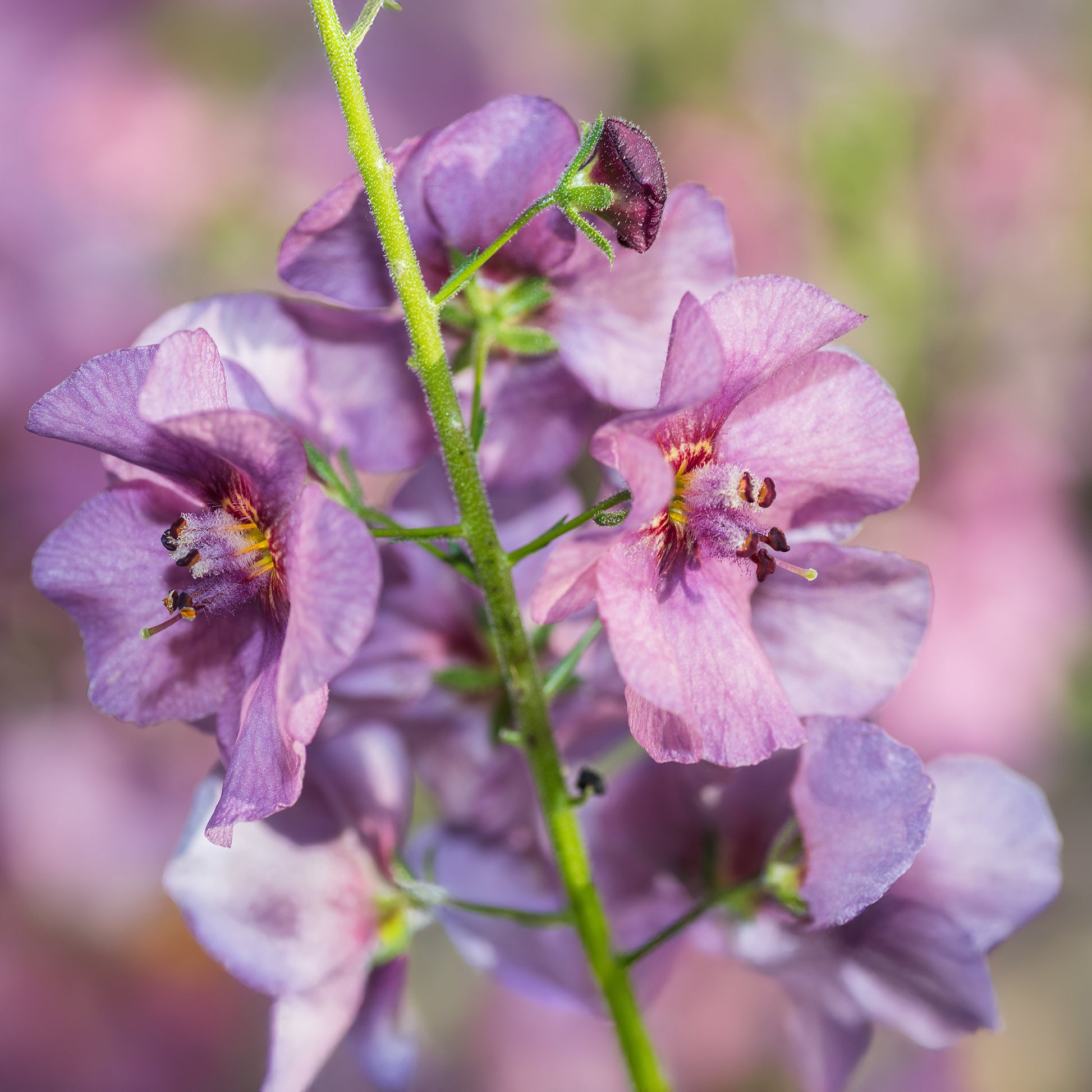 Molène Pink Domino - Verbascum Pink Domino - Bakker
