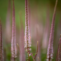 Véronique de Virginie Erika - Veronicastrum virginicum erika - Bakker