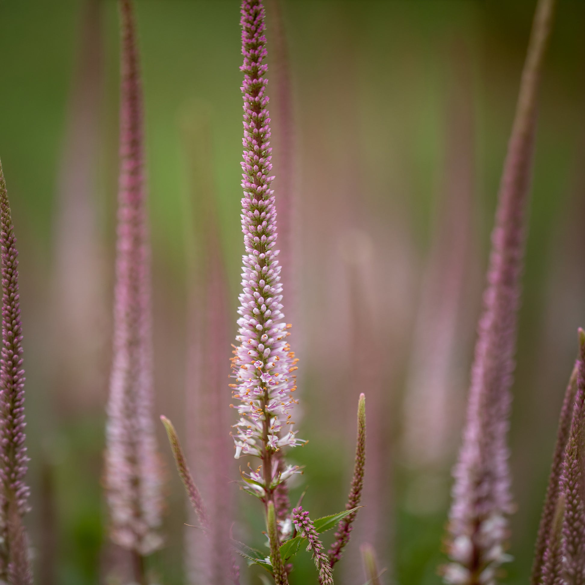 Véronique de Virginie Erika - Veronicastrum virginicum erika - Bakker