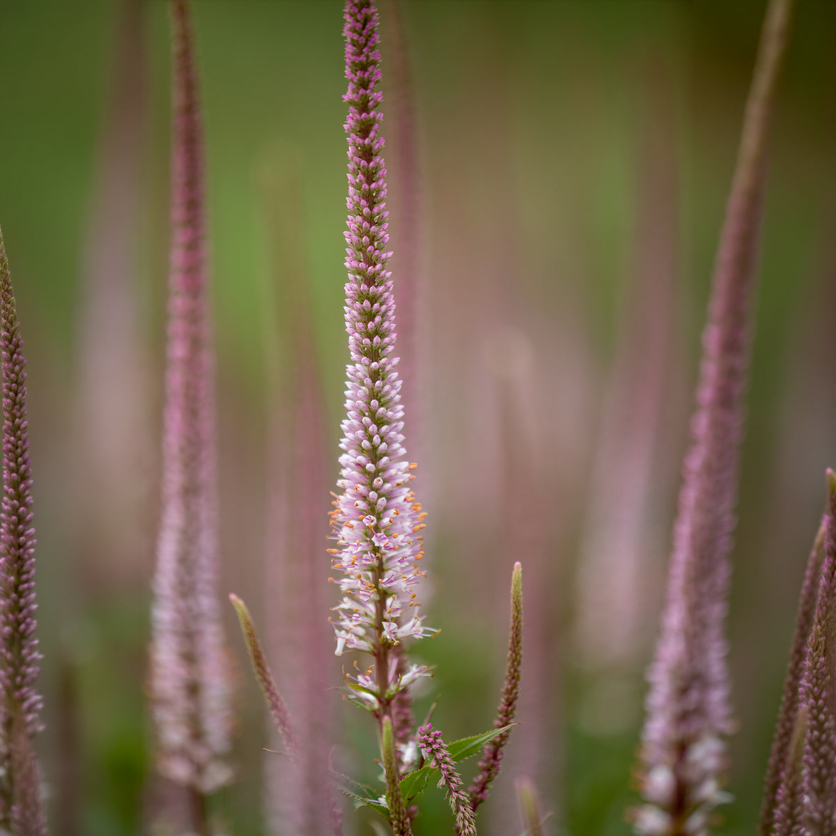 Véronique de Virginie Erika - Veronicastrum virginicum erika - Bakker