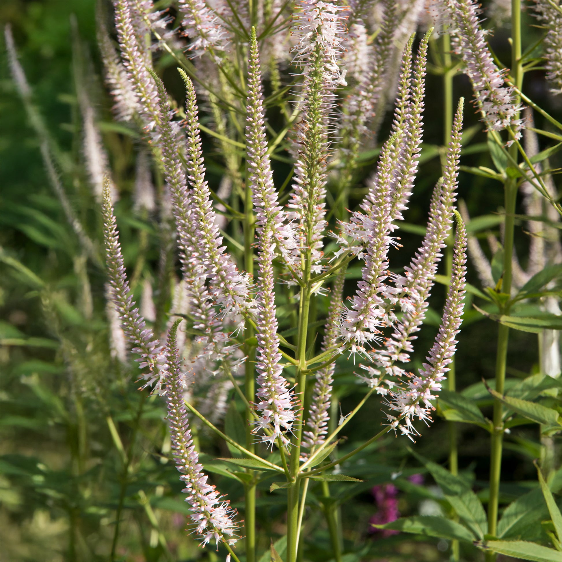 Veronicastrum virginicum roseum - Véronique de Virginie Roseum - Plantes vivaces