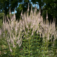 Véronique de Virginie Roseum - Veronicastrum virginicum roseum - Bakker