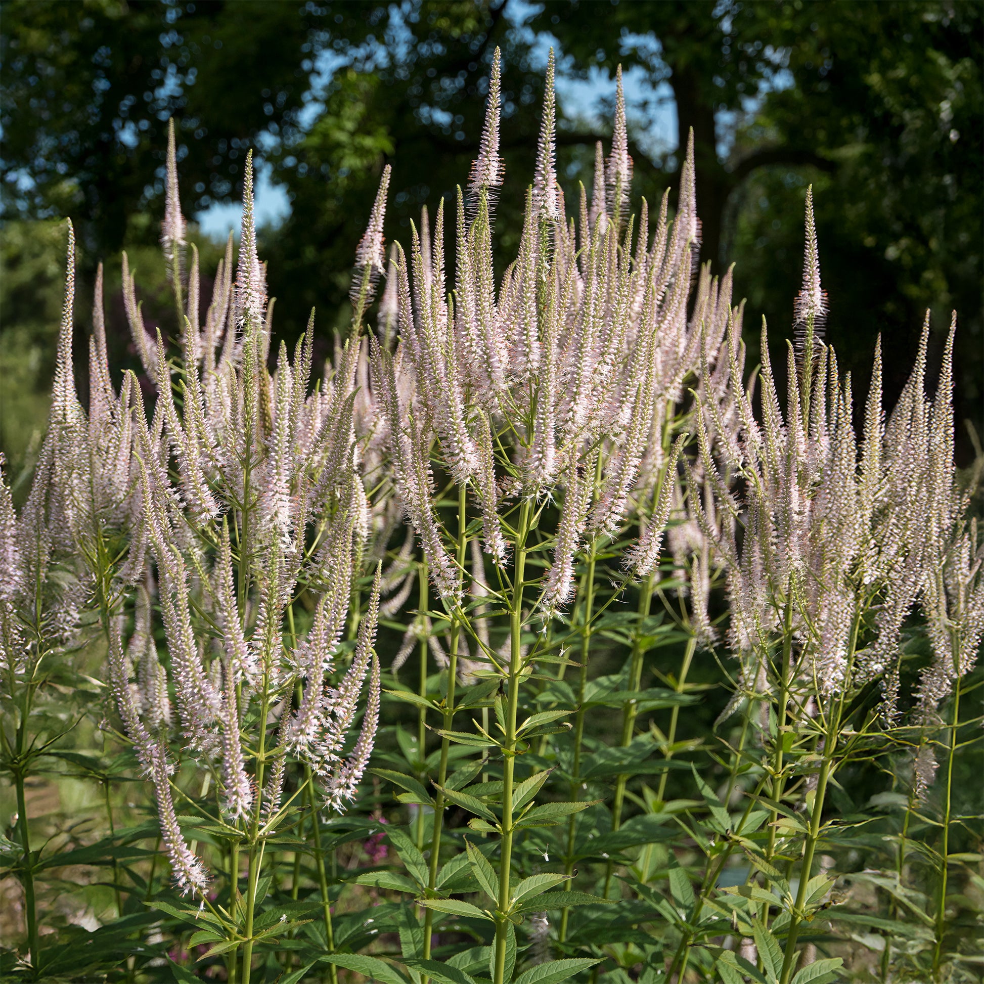 Véronique de Virginie Roseum - Veronicastrum virginicum roseum - Bakker