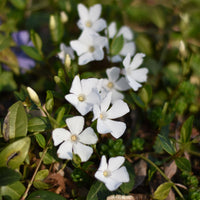 Petite pervenche blanche - Vinca minor alba - Bakker