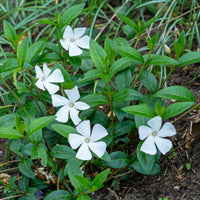 Petite pervenche blanche - Bakker