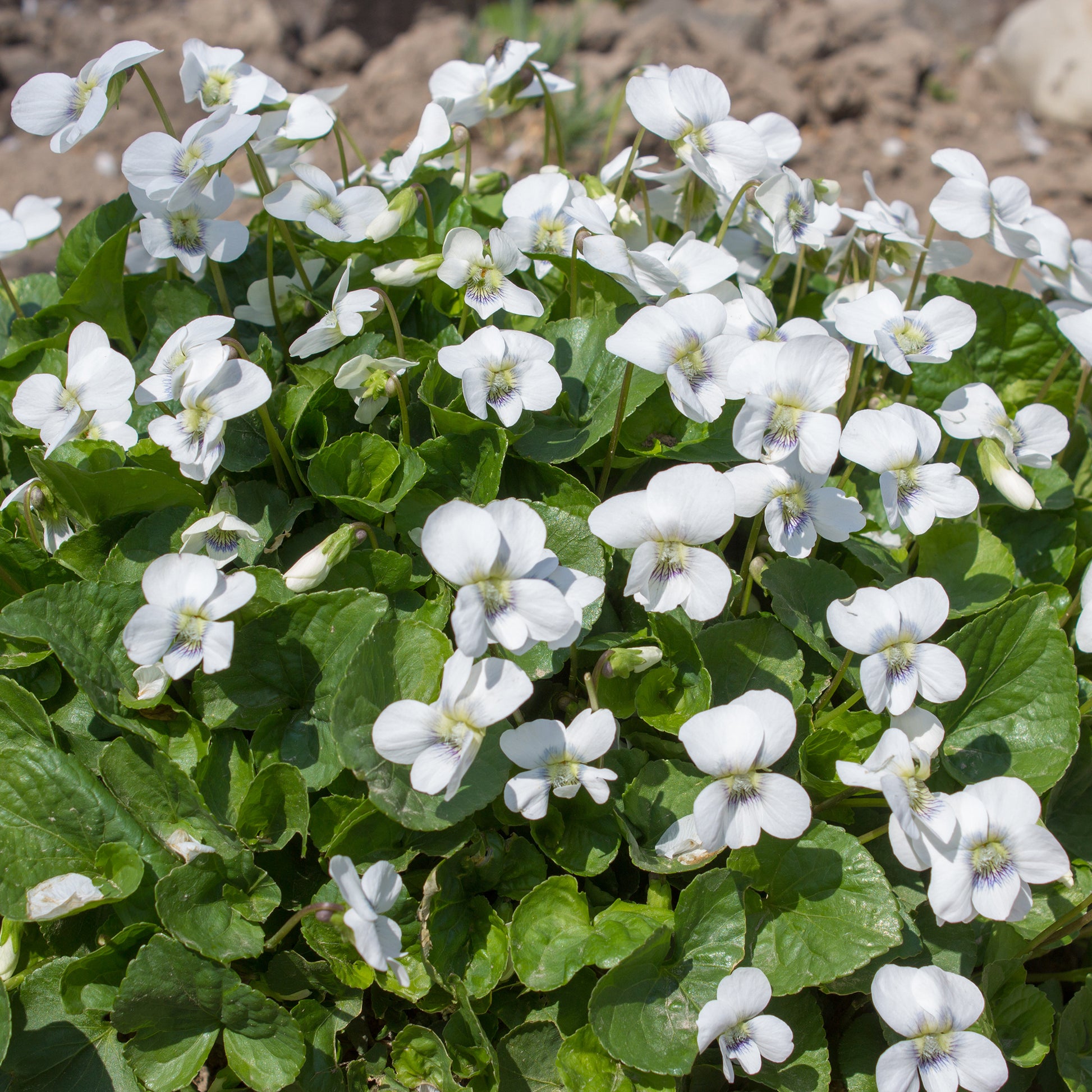 Violette odorante blanche - Bakker