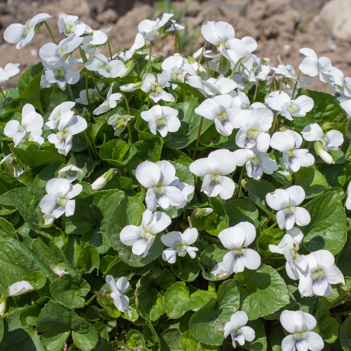 Violette odorante blanche - Bakker