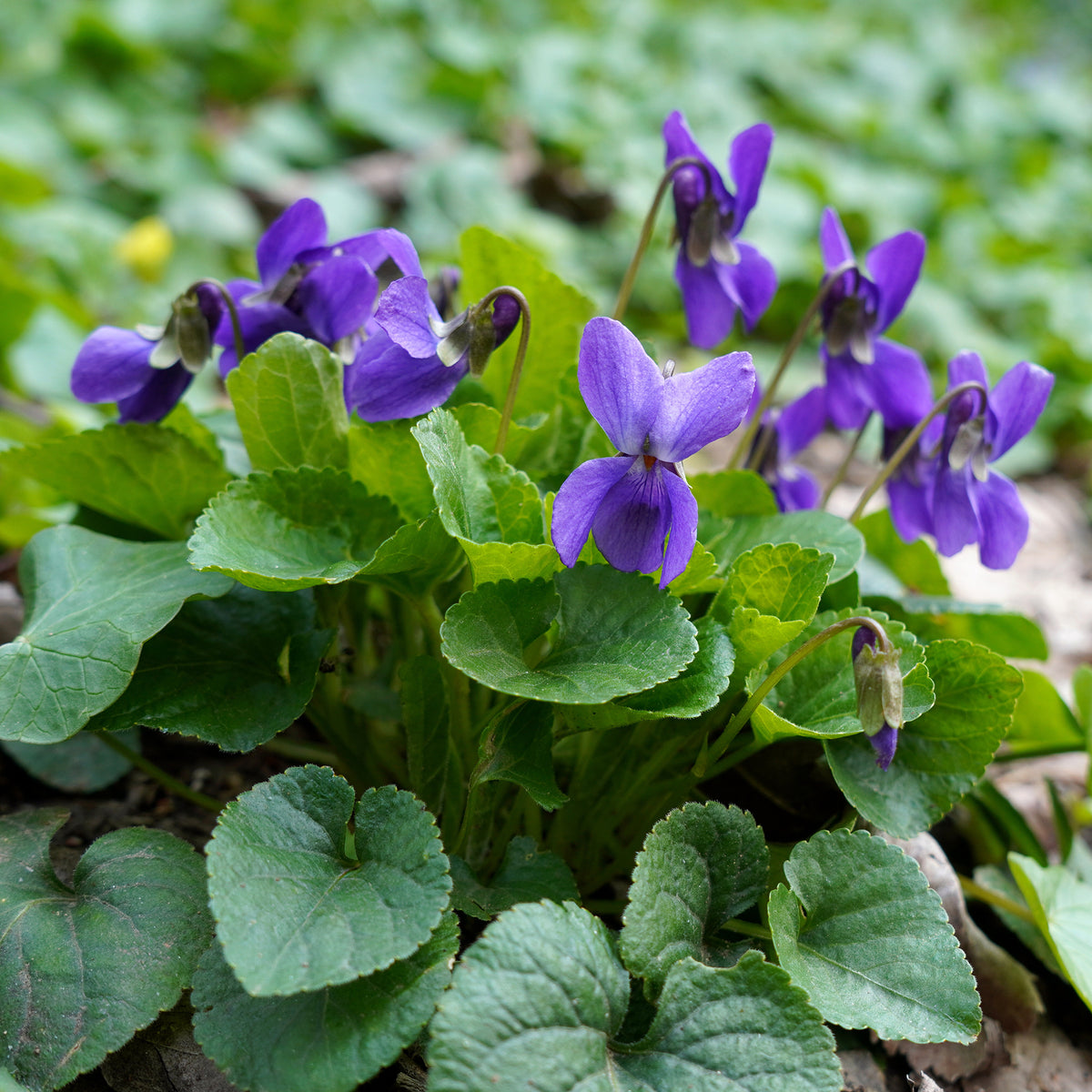 Violette odorante Königin Charlotte - Bakker