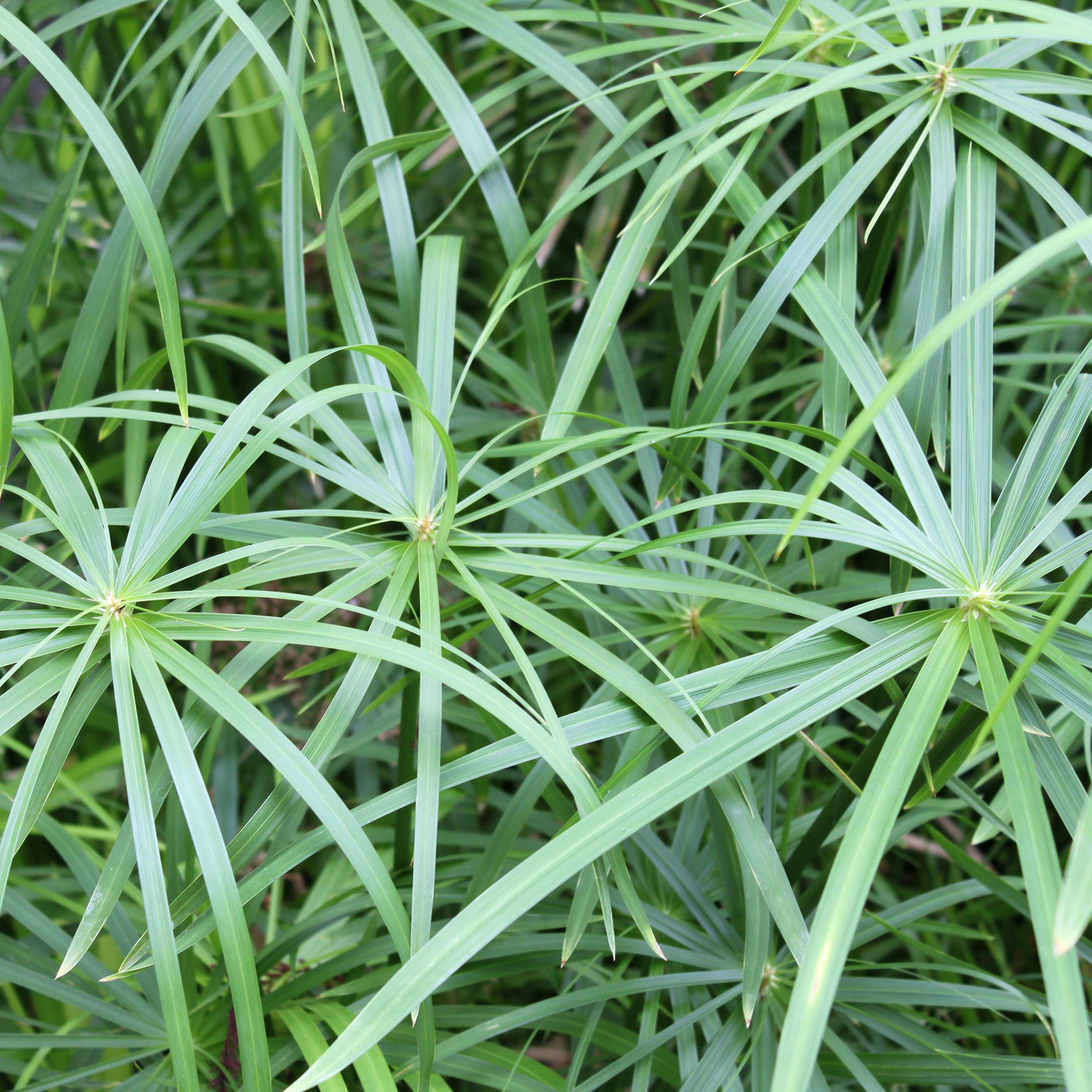 Cyperus longus - Souchet odorant - Graminées
