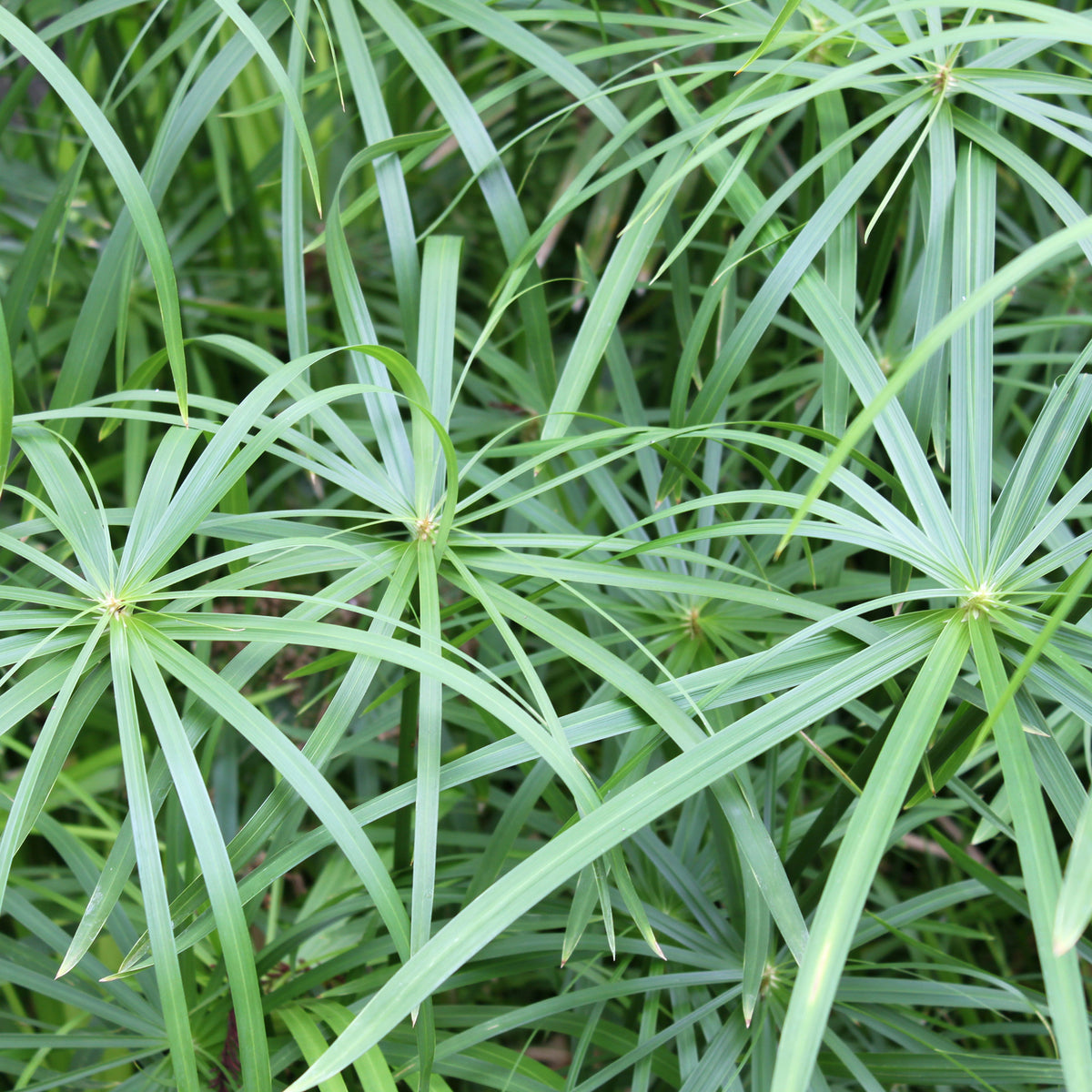 Cyperus longus - Souchet odorant - Graminées