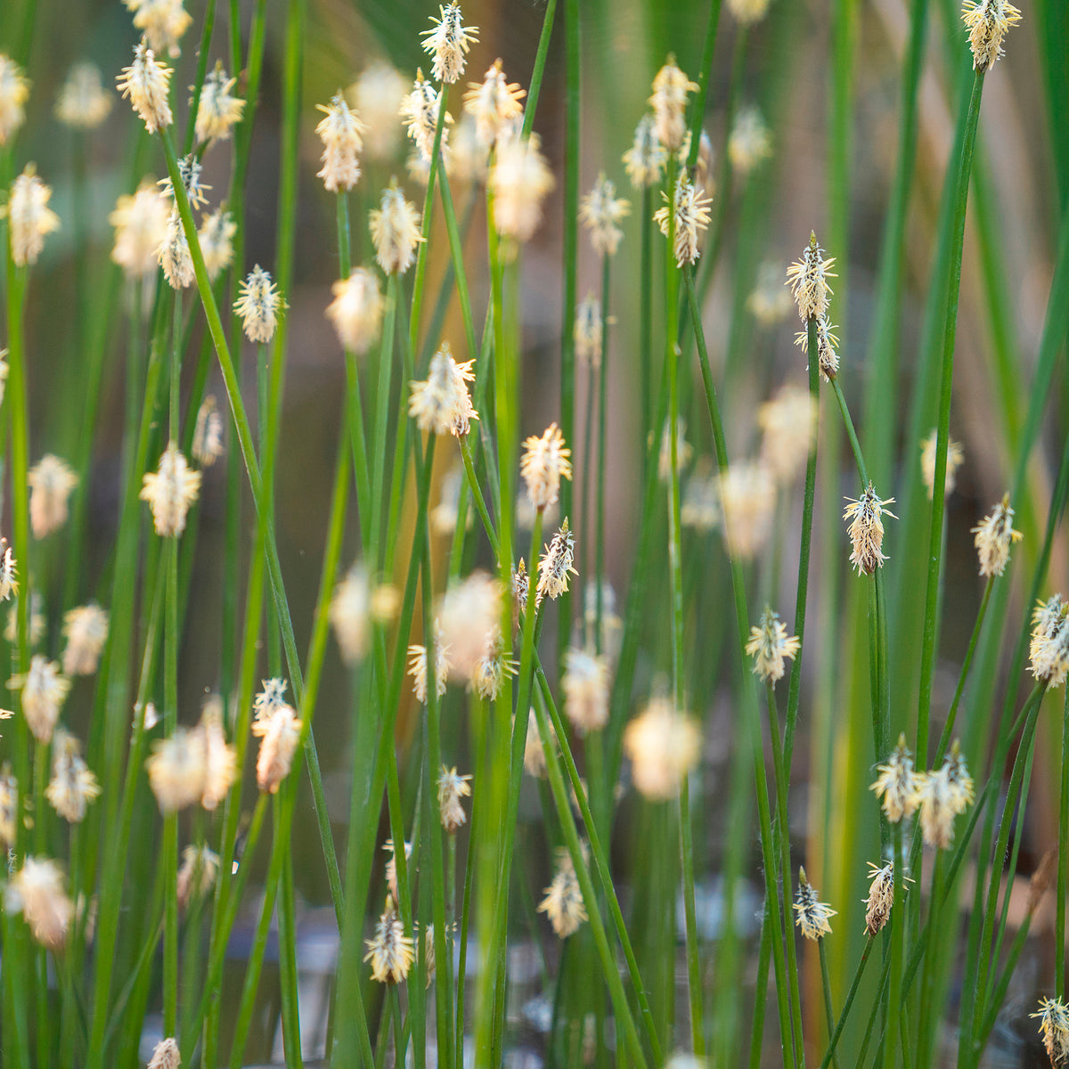 Eleocharis des marais - Bakker