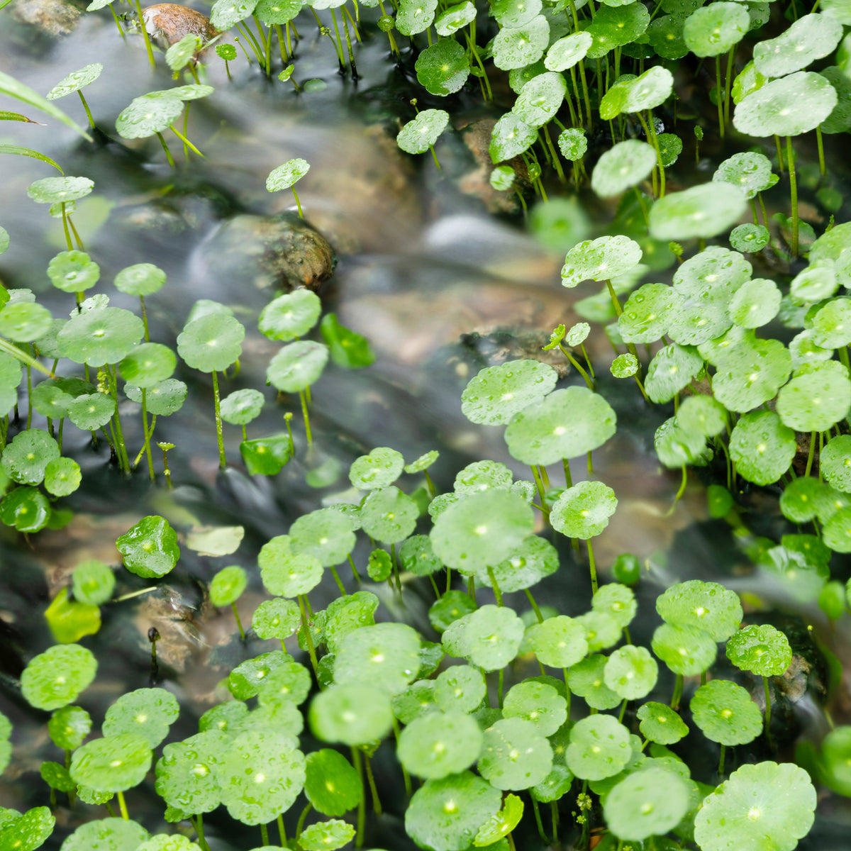 Hydrocotyle vulgaris - Ecuelle d'eau Herbe aux patagons - Graminées