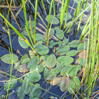 Potamot nageant - Potamogeton natans - Bakker