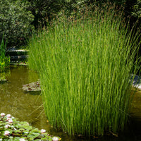 Jonc des chaisiers Jonc des tonneliers - Schoenoplectus lacustris - Bakker